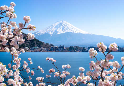 Des fleurs de cerisier avec un lac et le Mont Fuji en arrière-plan