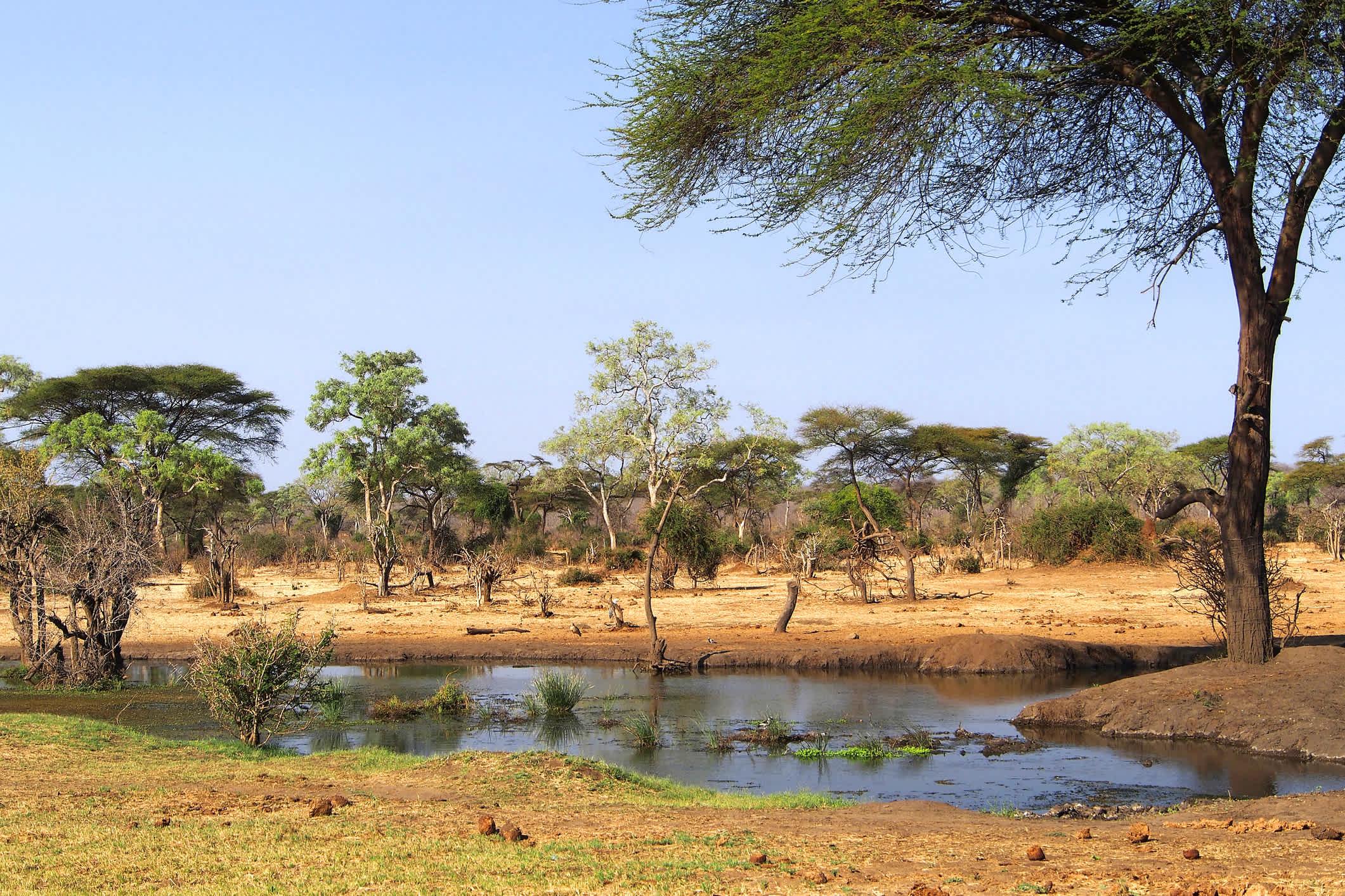 Étang, Parc national de Chobe, Kasane, Botswana