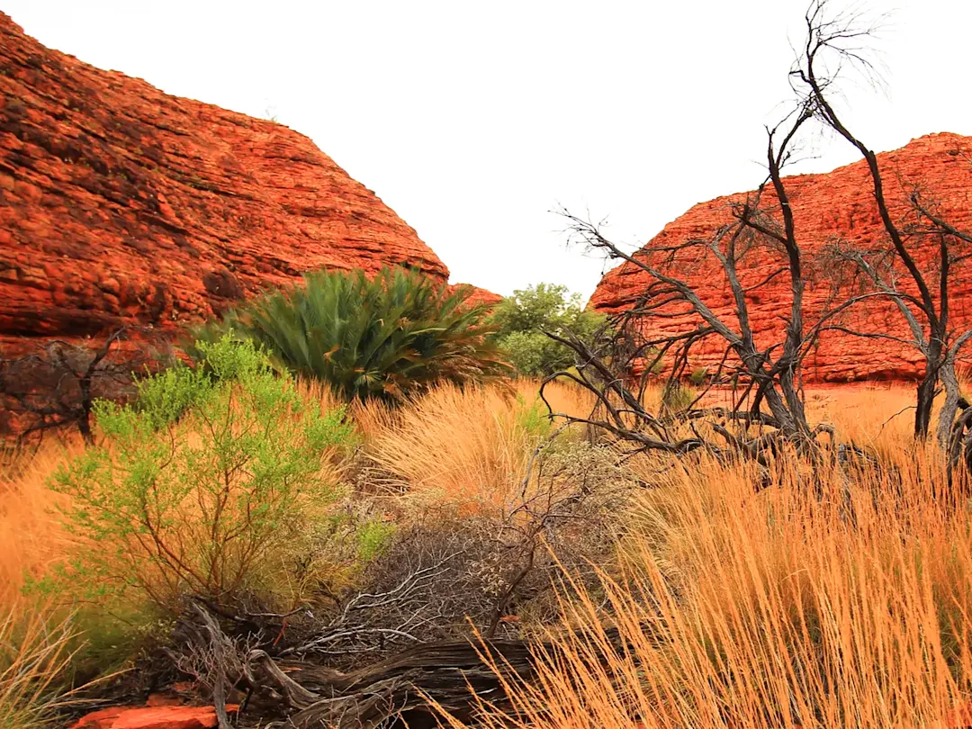 Rote Felsen und Vegetation in der Wüste, Kings Canyon, Northern Territory, Australien.
