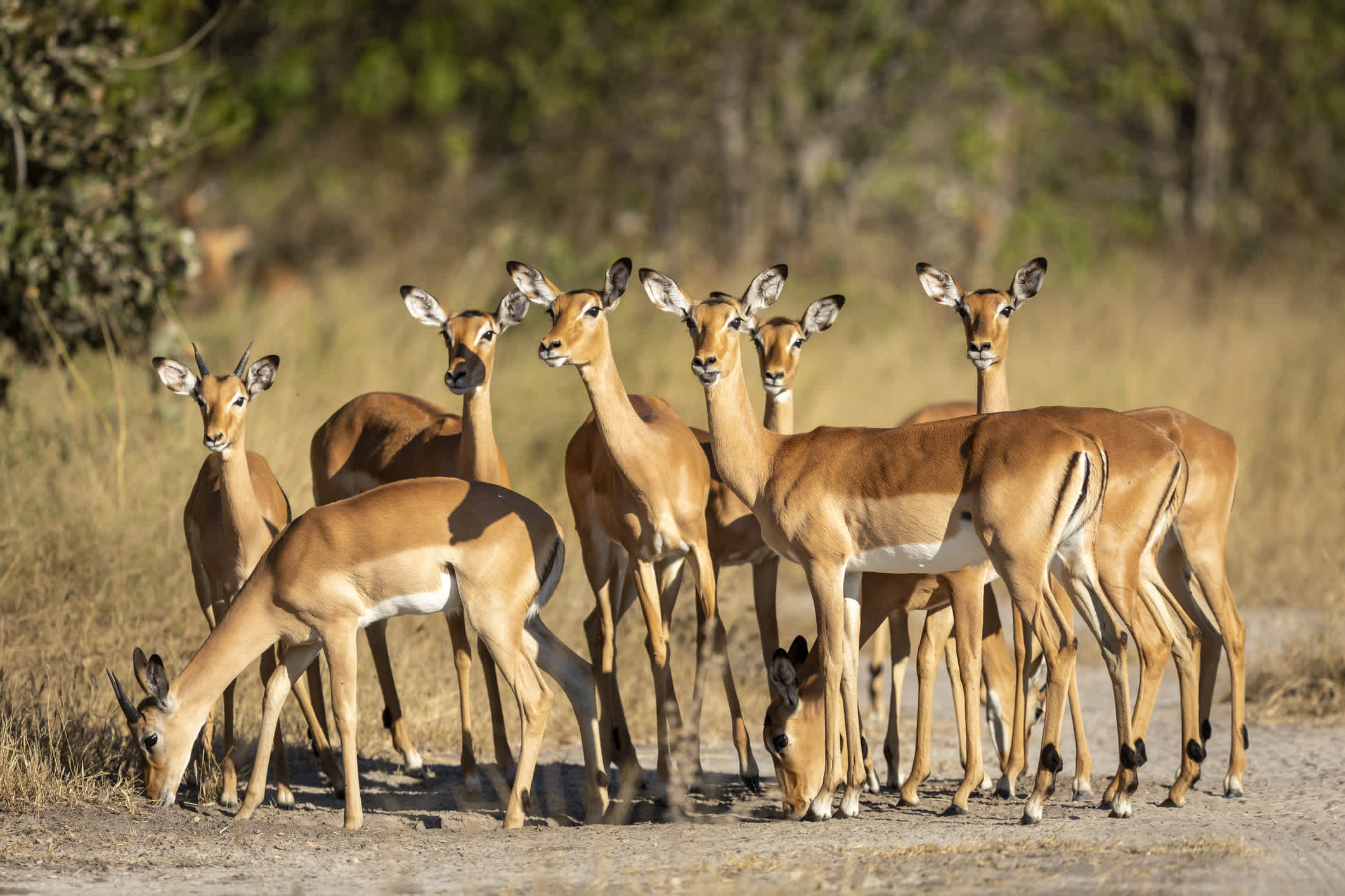 Eine Gruppe weiblicher Impalas und zwei Jungtiere stehen zusammen in der Mitte der Straße im späten Nachmittagssonnenlicht am Khwai-Fluss im Okavango-Delta in Botswana
