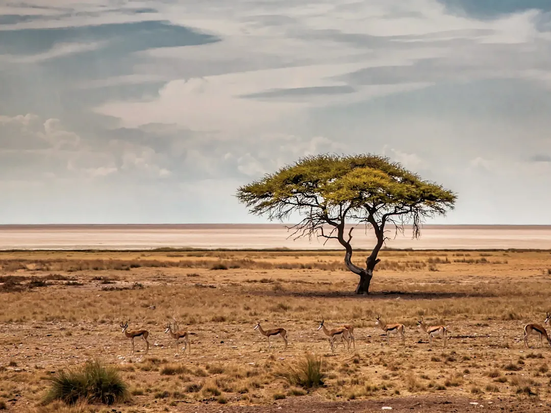 Road trip en Namibie