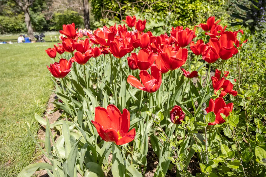 Großbritannien, Wales, Cardiff Tulpe im Bute Park in Cardiff, Wales, Großbritannien.