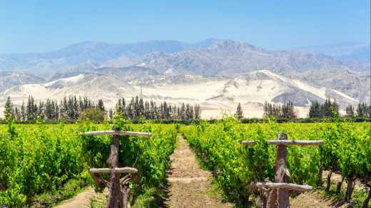 Weinberg von Pisco mit Hügeln im Hintergrund, Ica, Peru

