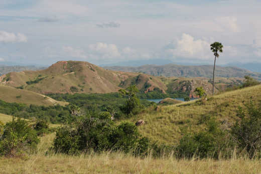 Die Savanne auf der Insel Rinca, Komodo, Indonesien