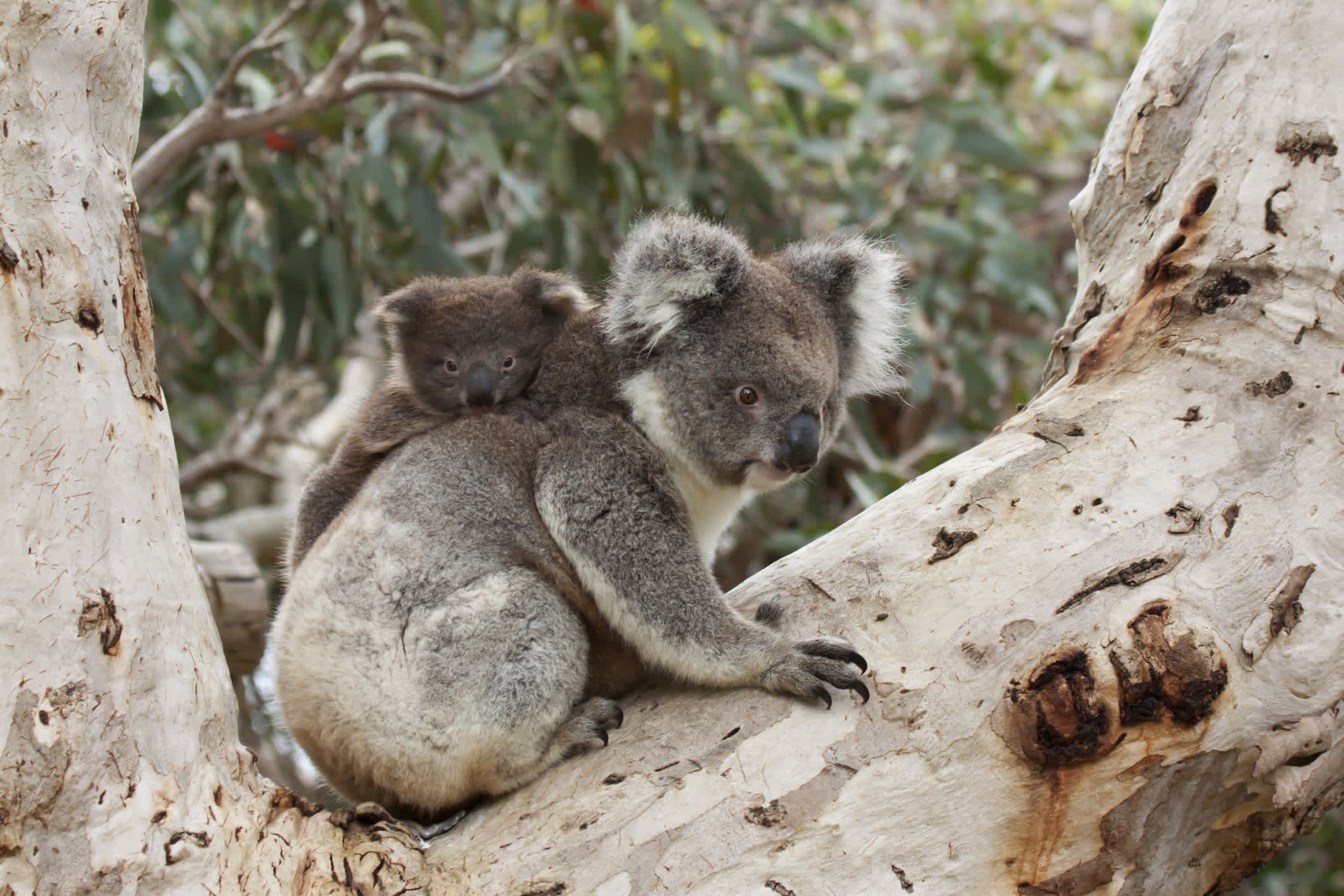 Koala mit seinem Koala-Baby auf einem Eukalyptusbaum.
