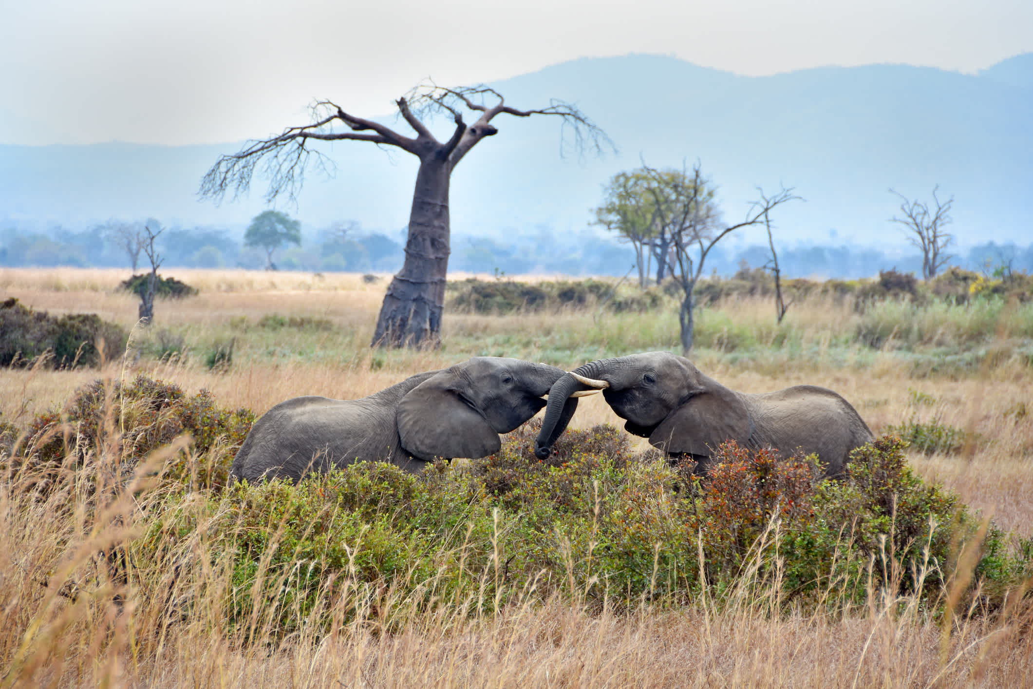 Lustige Elefanten im Mikumi Nationalpark