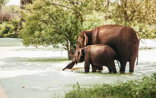 Udawalawe-Nationalpark in Sri Lanka