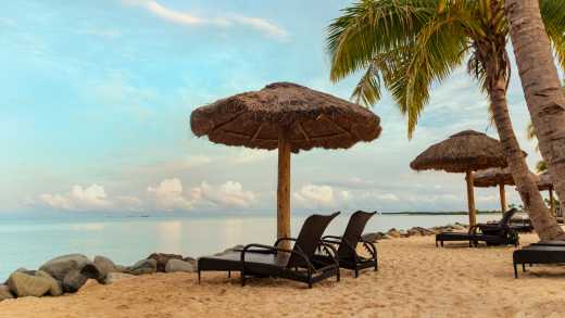 Liegestühle vor der Küste mit Palmen
