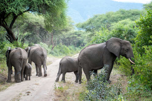 Kudde olifanten in Tarangire National Park in Tanzania
