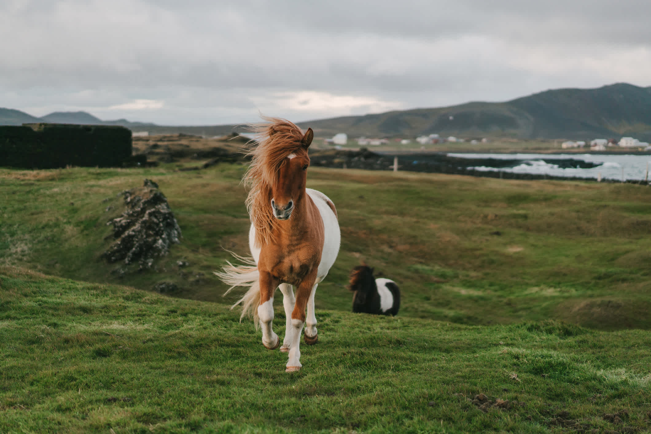 Islandpony