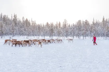 Schweden Lappland Winterreise - Image 1