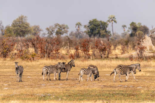Eine Herde Zebras durchstreift das Okavango-Delta