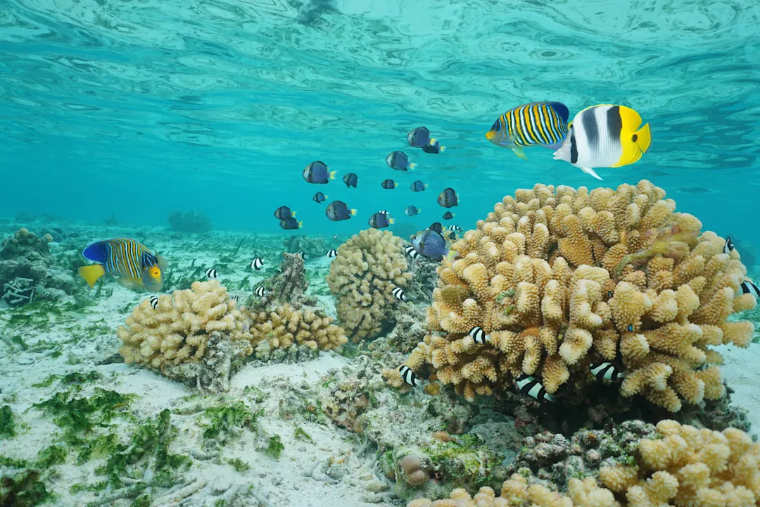 Franzoesisch Polynesien Moorea Schnorcheln Moorea bietet hervorragende Schnorchelmöglichkeiten, da es Lagunen mit ruhigem und flachem Wasser gibt. Sowohl als Anfänger als auch als fortgeschrittener Schnorchler werden Sie erstaunt sein, was die Insel zu bieten hat.