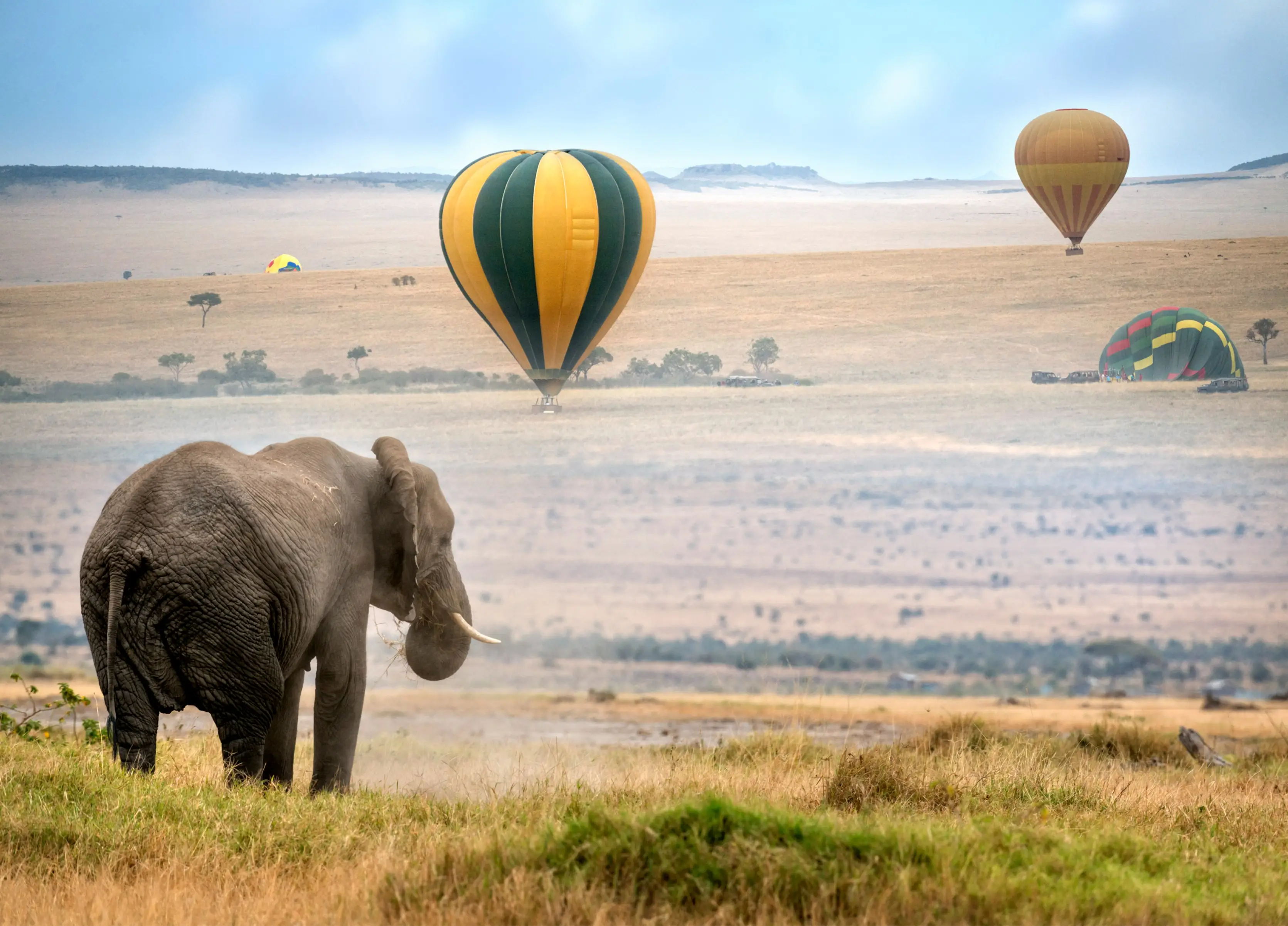 Kenia, Masai Mara Afrikanischer Elefant und Heißluftballons bei der Landung im Masai Mara National Reserve, Kenia