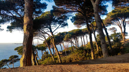 Pins et vue sur la mer dans le parc Rmilat de Tanger