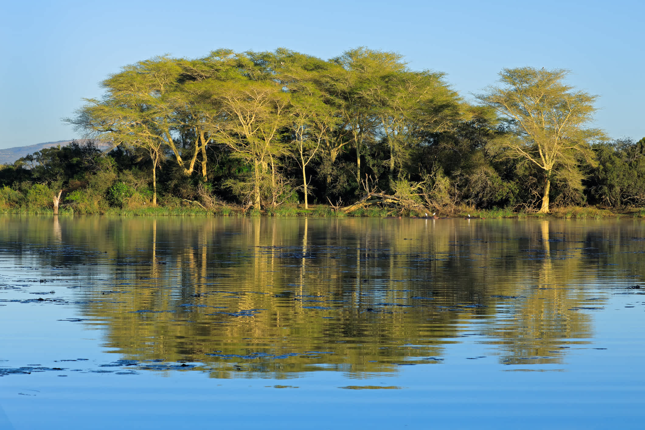 Markante Fieberbäume (Vachellia xanthoploea) wachsen am Rande eines Sees, Mkuze Game Reserve, Südafrika