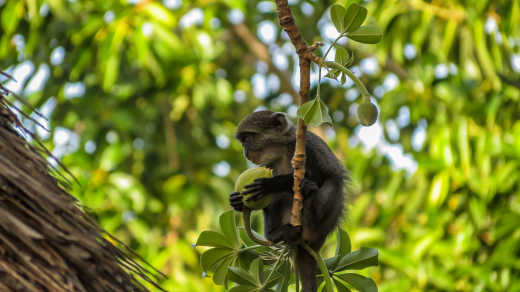 Monkey eating a fruit on a tree at Shimba Hills National Reserve in Kenya