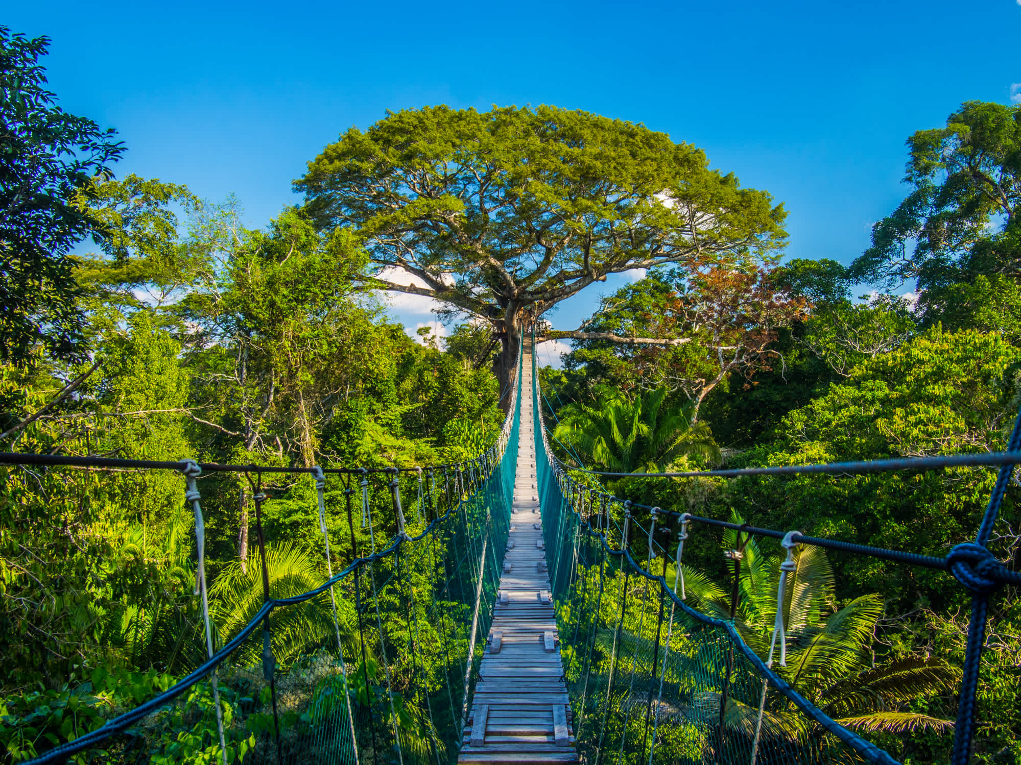 Eine lange Hängebrücke mit herrlichem Blick auf den Regenwald im peruanischen Amazonasgebiet, dem Naturreservat Tambopata.