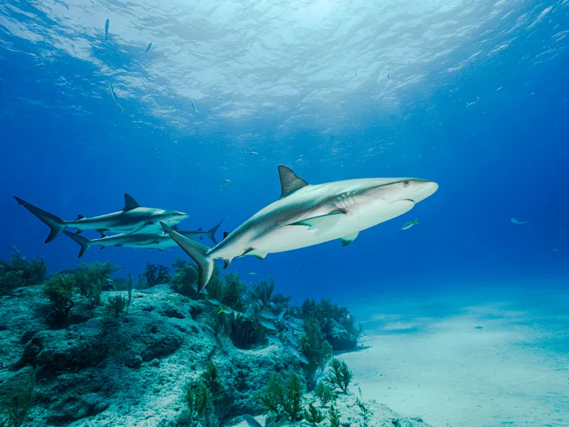 Bahamas, Riffhaie Karibische Riffhaie gleiten über den sandigen Meeresboden in klarem Wasser. Bahamas.