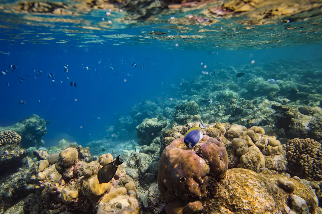 Raa-Atoll, Tauchen Bunte Fische im Korallenriff