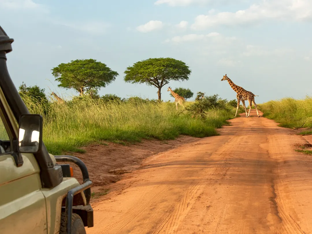 Murchison Wasserfälle, Nördlich, Uganda Giraffen überqueren eine rote Sandstraße in der Savanne während einer Safari. Murchison Wasserfälle, Nördlich, Uganda.