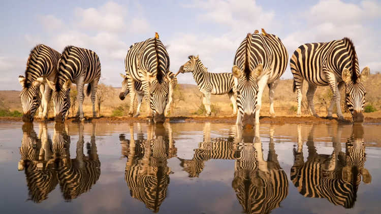Zebras trinken Wasser am Wasserloch