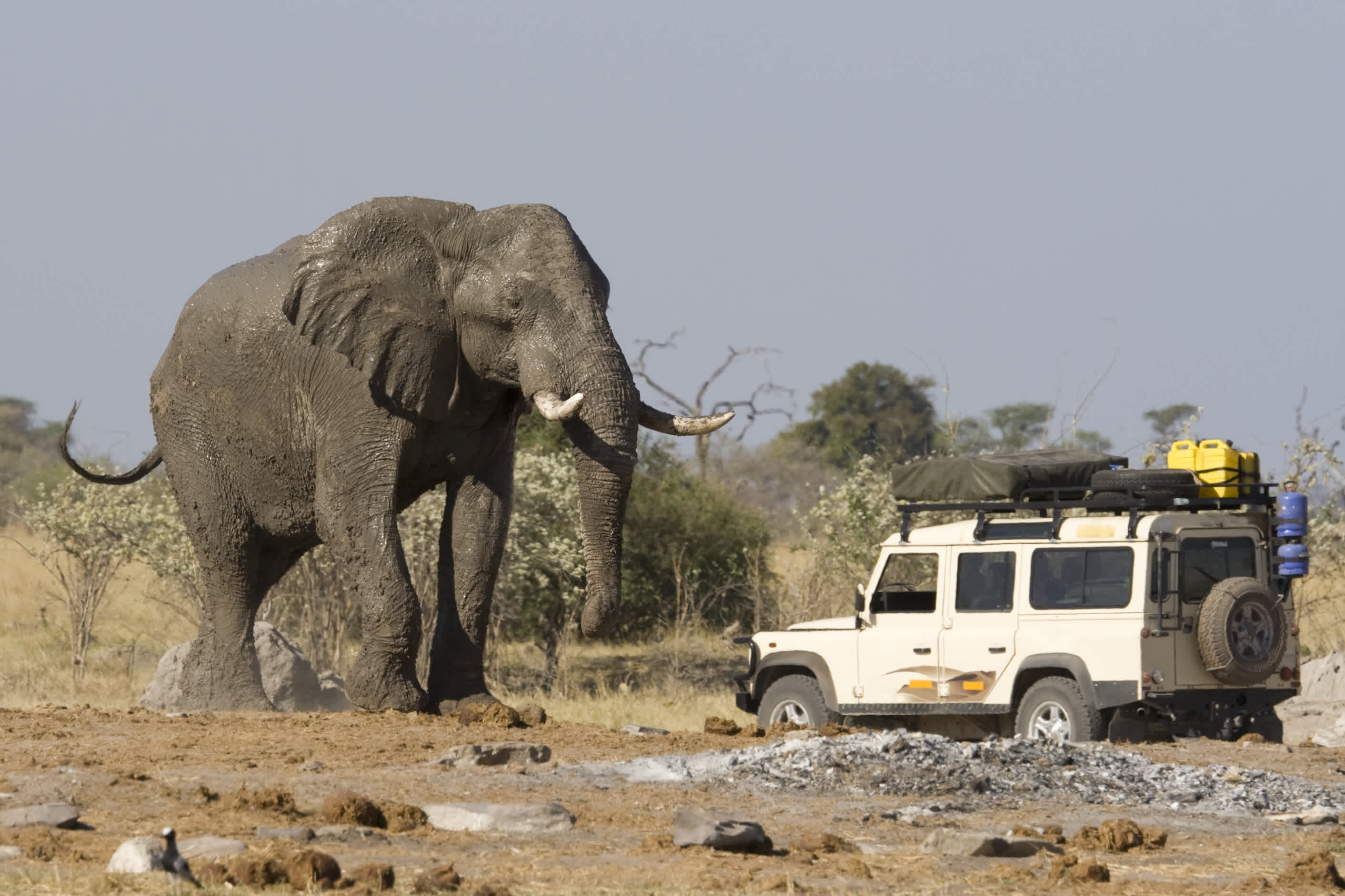 4x4 Auto in der Nähe eines großen afrikanischen Elefanten während einer Safari in Botswana.
