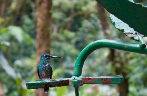 Un oiseau sauvage aux plumes bleues et noires dans le parc de Selvatura dans la région de Monteverde au Costa Rica.