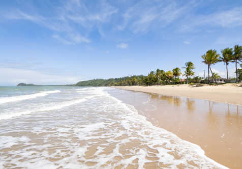 Palmen am Mission Beach in Queensland, Australien