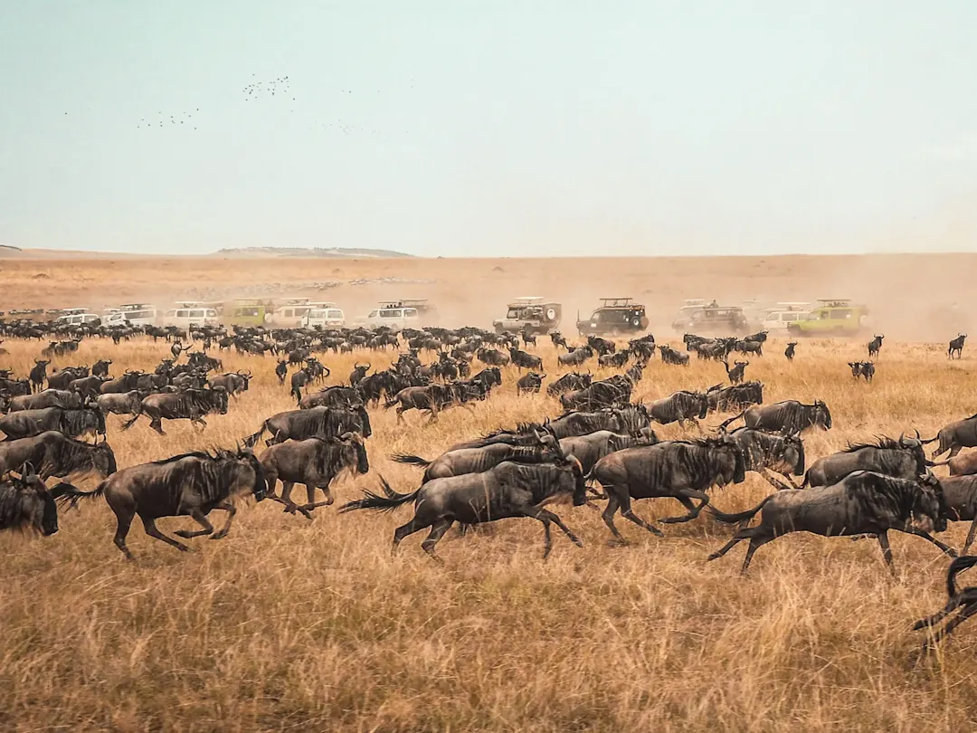 Kenia, Masai Mara, Gnu-Herde Große Gnu-Herde läuft durch die Savanne, gefolgt von Safari-Fahrzeugen. Masai Mara, Kenia.