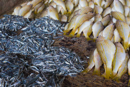 Fisch auf dem Fischmarkt in Sansibar, Tansania
