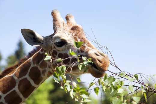 Giraffe eats green leaves