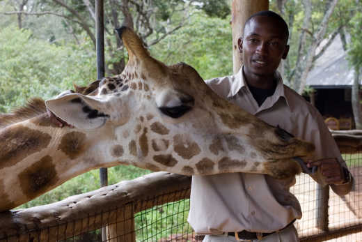 Giraffe centre in Nairobi in Kenia