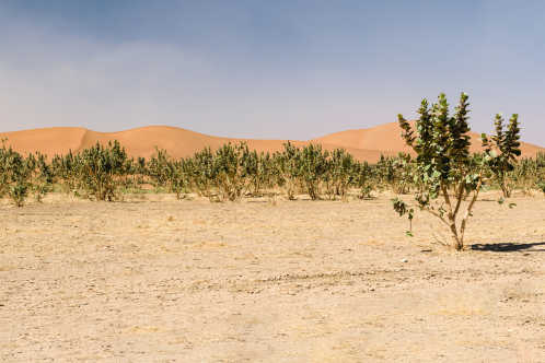 Sanddünen und Bäume in der Wüste der Erg Chegaga