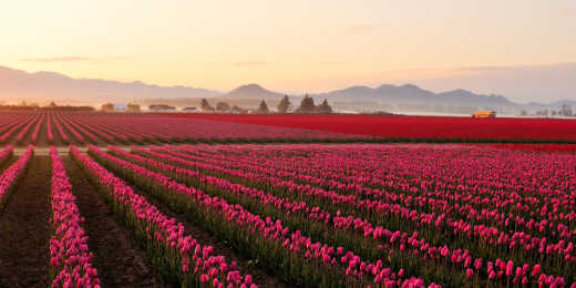 Admire the beautiful tulip fields of Skagit Valley during your Washington Tour.