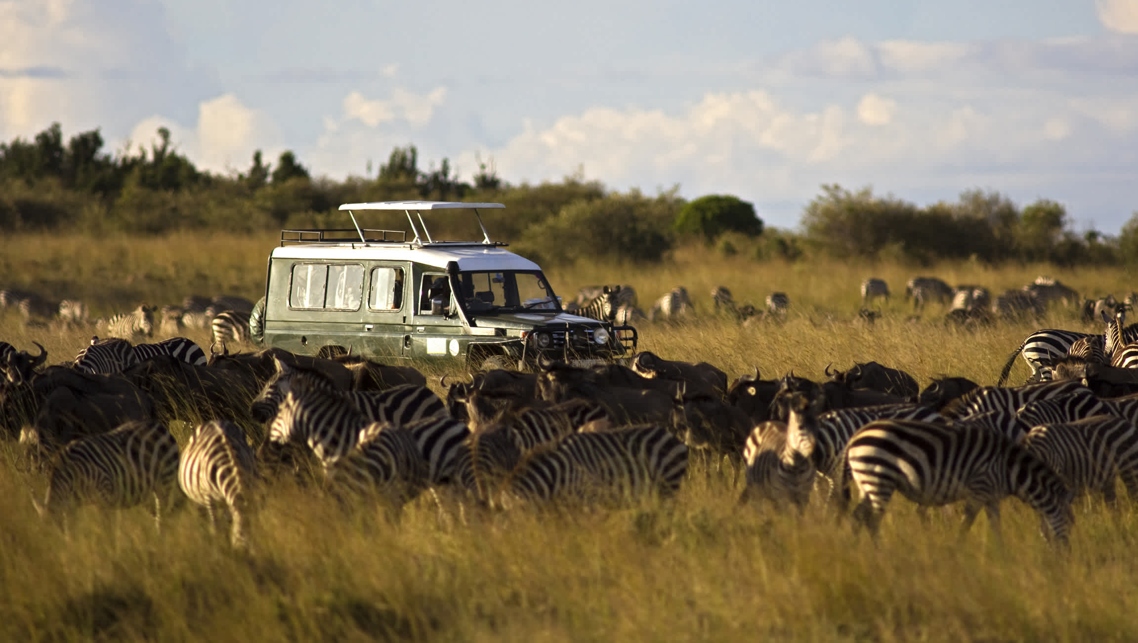 Jeep de safari dans un troupeau de zèbres dans le parc national de Masai Mara