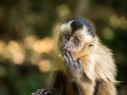 Voyage à travers la faune et la flore du Brésil - Image 1