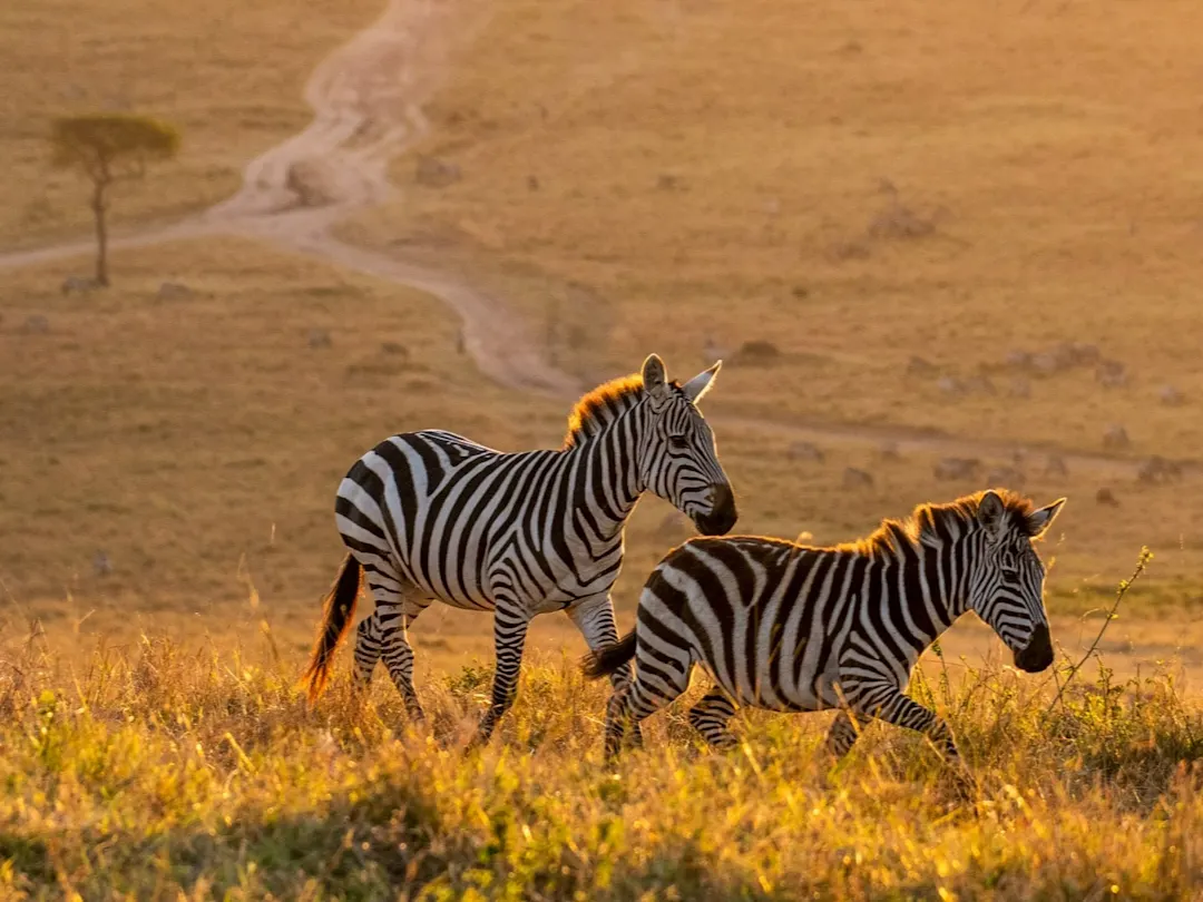 Zwei Zebras bei Sonnenuntergang, Kenia