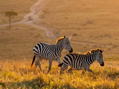 Kenia Urlaub mit Safari - Image 1