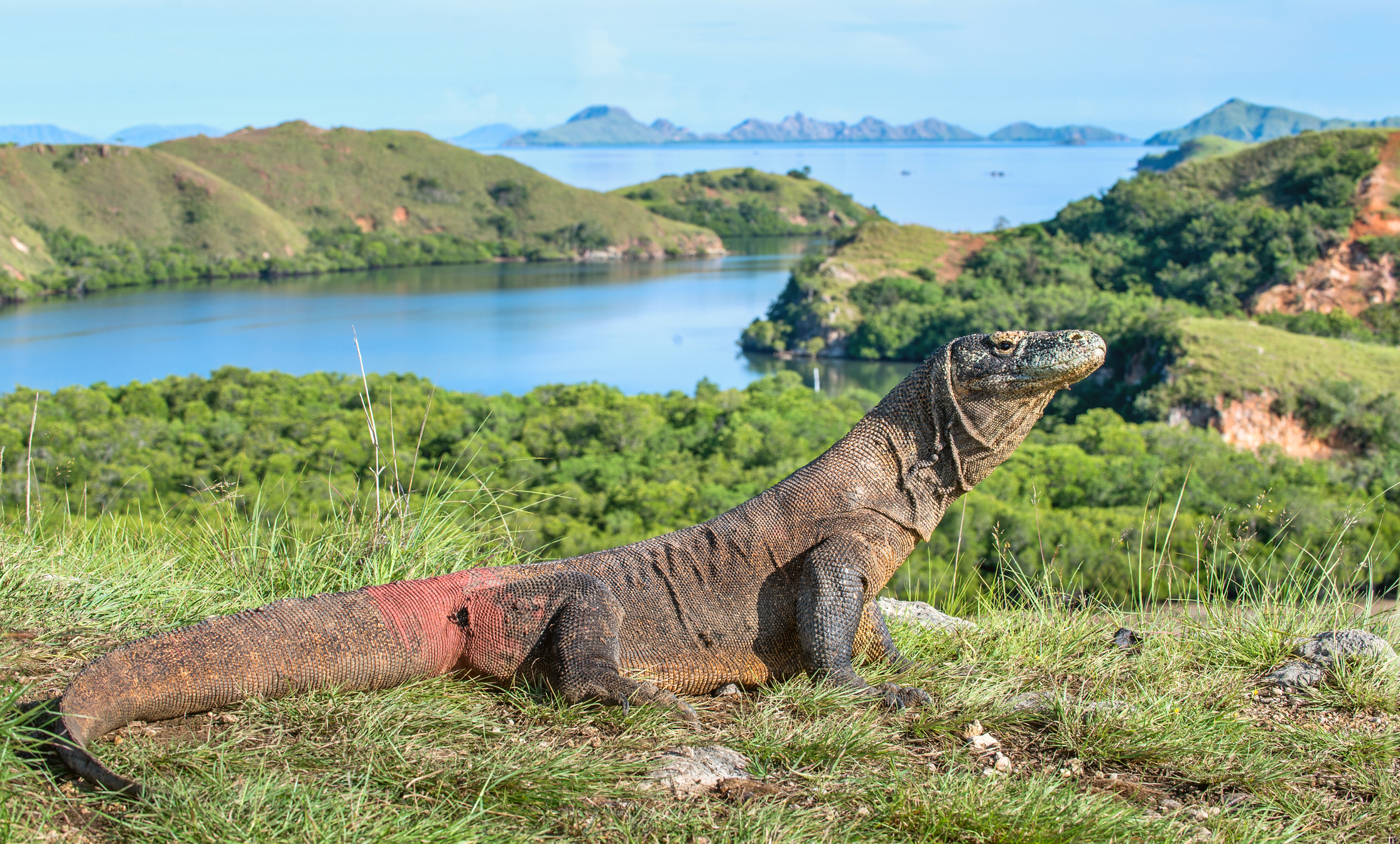 Que Faire à Komodo, Les Incontournables à Découvrir | Tourlane