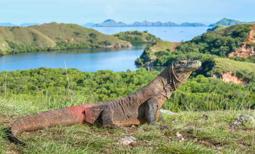 Dragon de Komodo dans l'herbe avec la mer et les collines verdoyantes en arrière-plan, Iles Komodo, Indonésie

