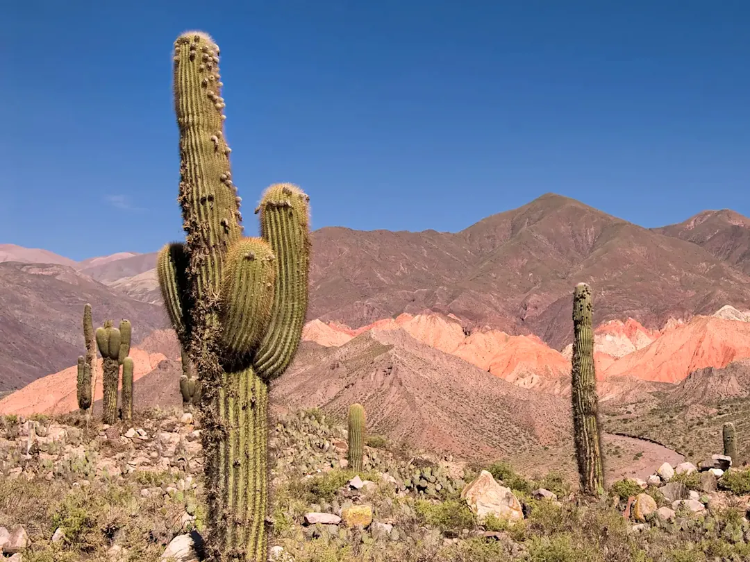 Argentinien, Jujuy, Purmamarca Große Kakteen mit bunten Bergen im Hintergrund. Purmamarca, Jujuy, Argentinien.
