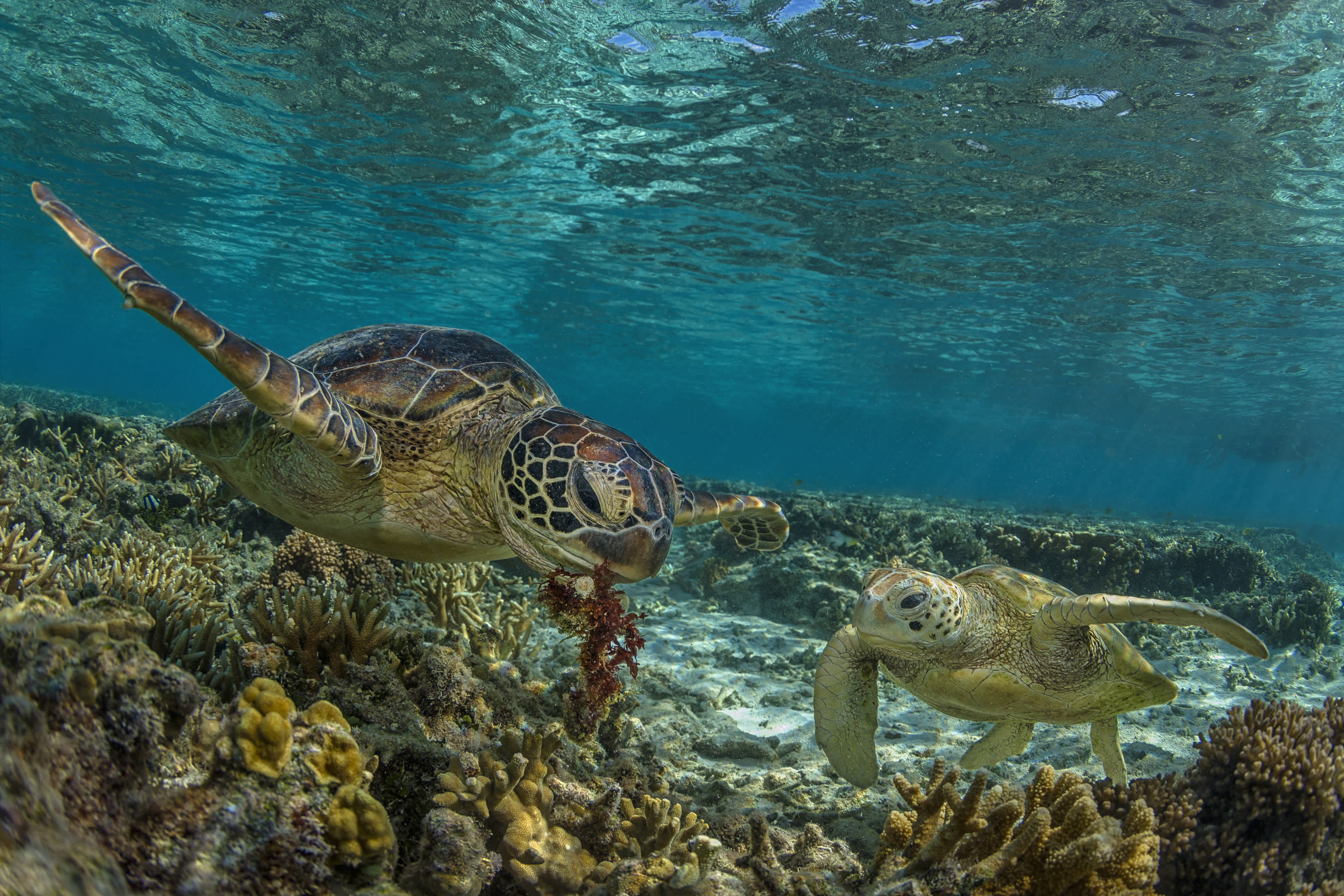 Mondialement connue la plongée sur la Grande Barrière de Corail, visitez Cairns sur terre et dans l'océan et admirer la nature sous-marine pendant vos vacances en Australie