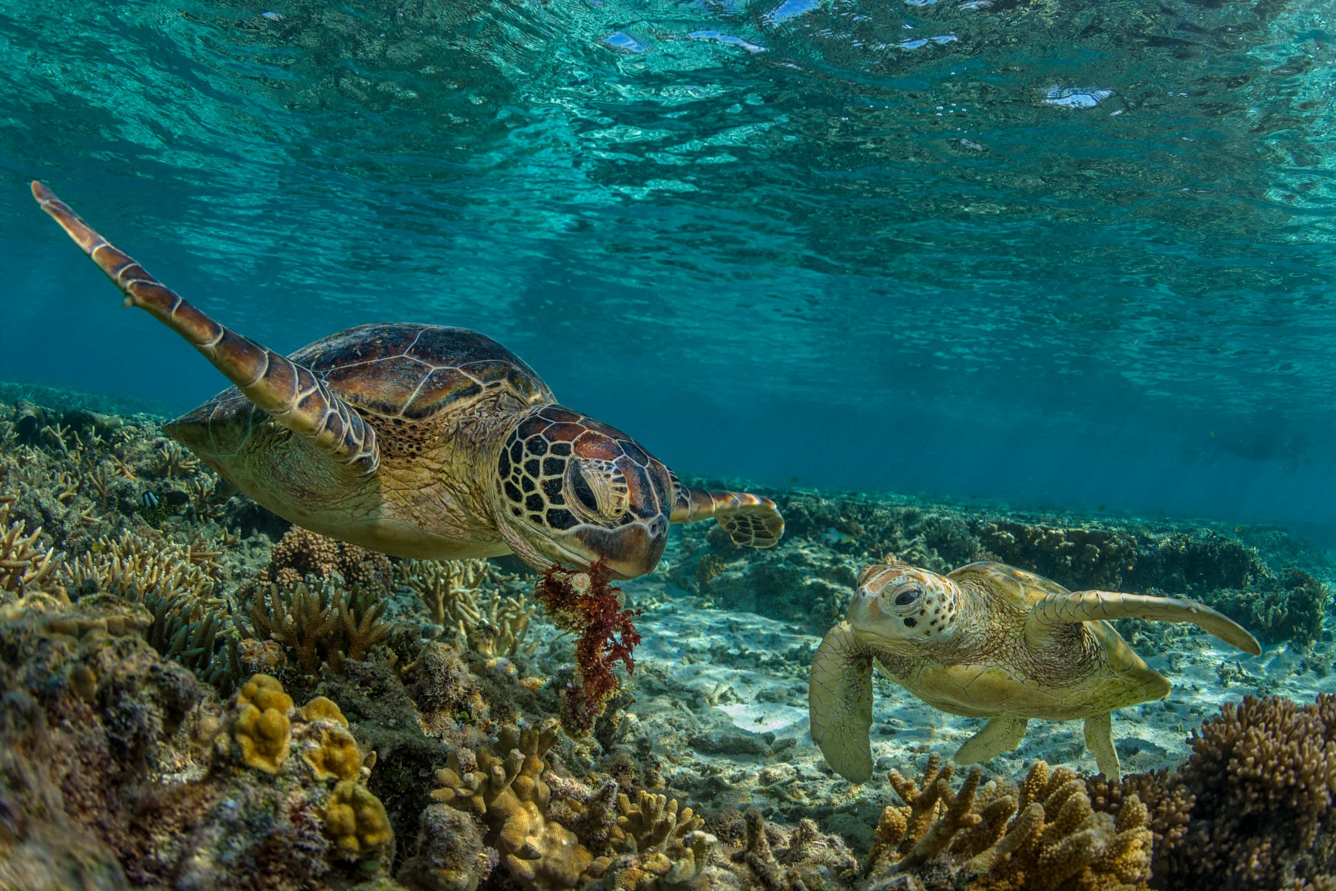 Great Barrier Reef