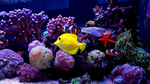 Photo d'un récif corallien situé à Florida Aquarium, à Tampa
