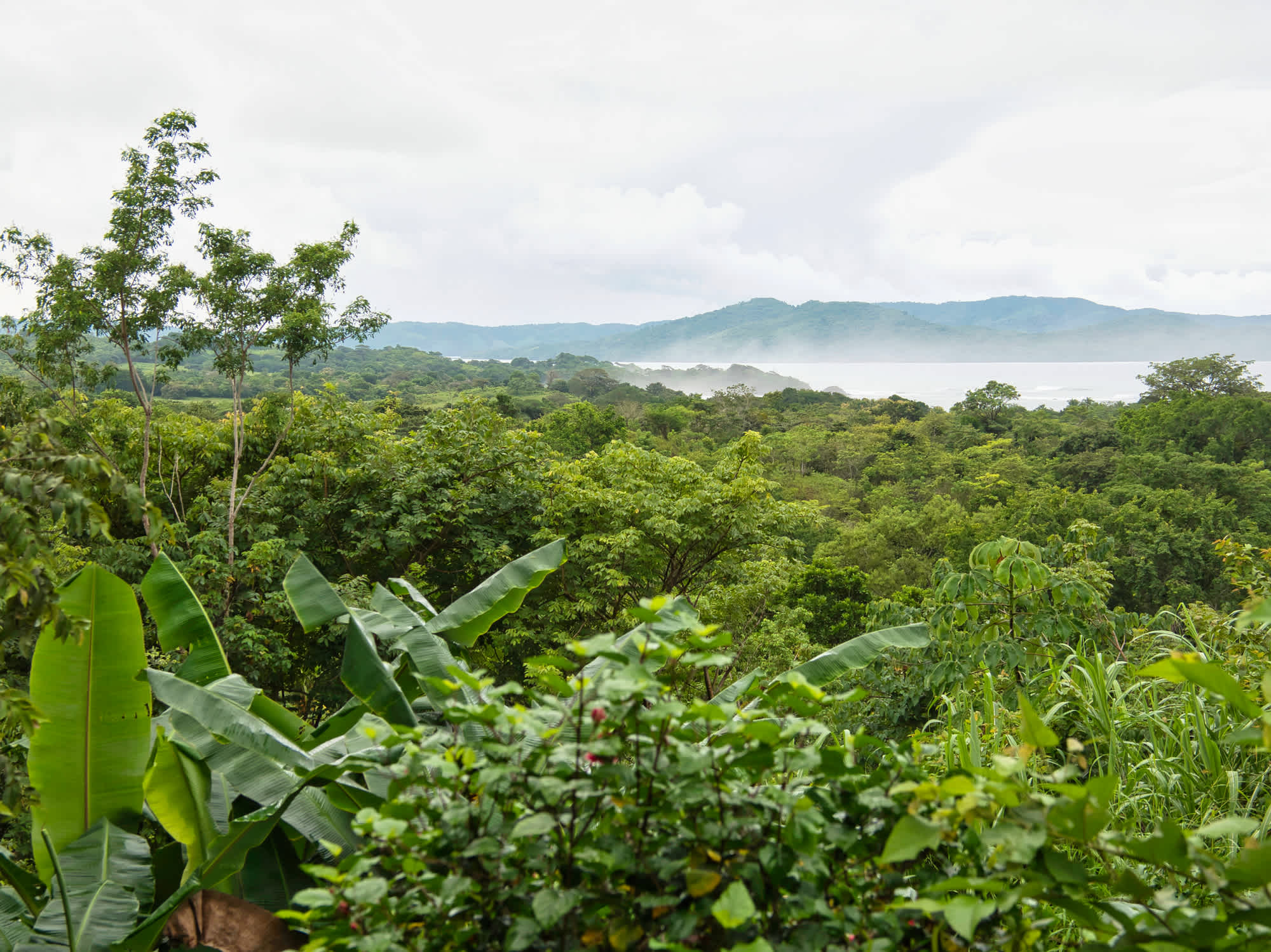 Vue de la végétation luxiriante, Province de Veraguas, parc national Isla de Coiba, Panama