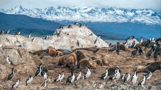 Lions de mer sur une île du canal de Beagle, Terre de Feu, Argentine
