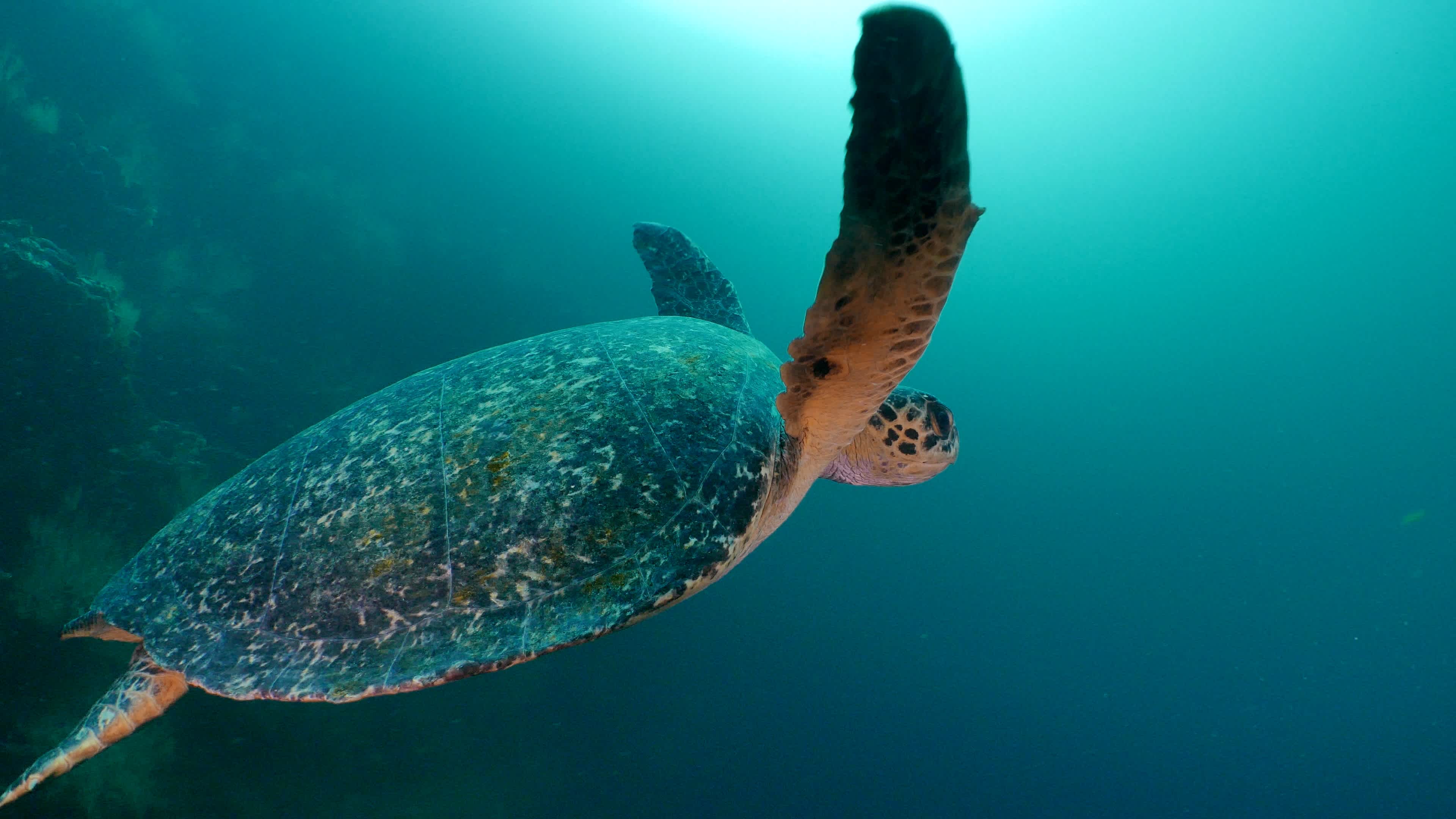 Meeresschildkröte, Galapagos-Inseln, Ecuador