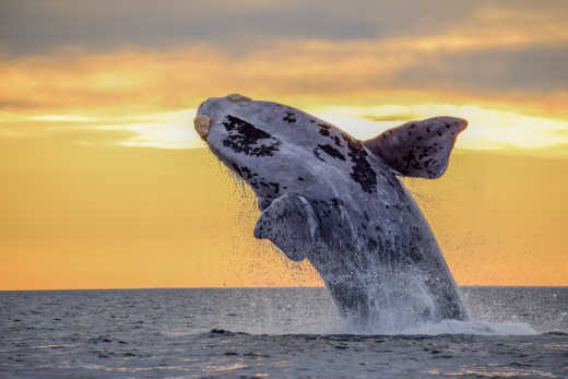 Baleine sautant hors de l'océan.