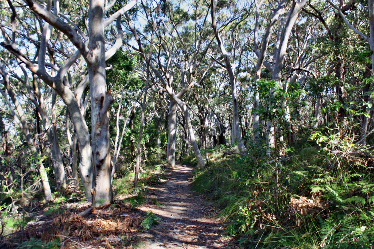 Profitez de votre séjour à Noosa pour faire une randonnée dans le parc national de Noosa.